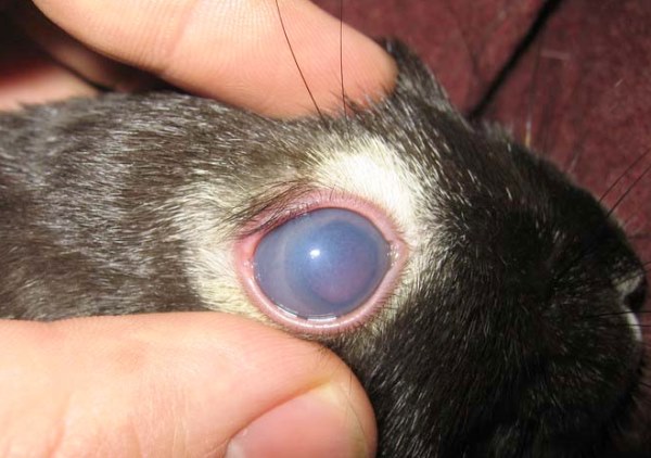 Существующие болезни глаз у кролика