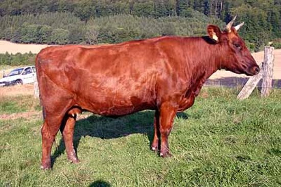 Породы коров: описание и фото Корова Англерская