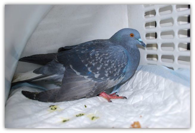 Голубь с туберкулезом Болезни голубей: причины, симптомы, лечение