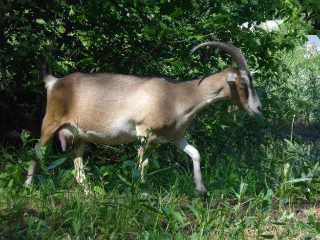 Альпийская порода коз