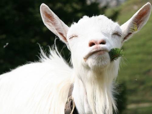 Породы коз – фото с описанием зааненской, англо-нубийской, карликовой, альпийской, бурской, чешской, ангорской породы, видео