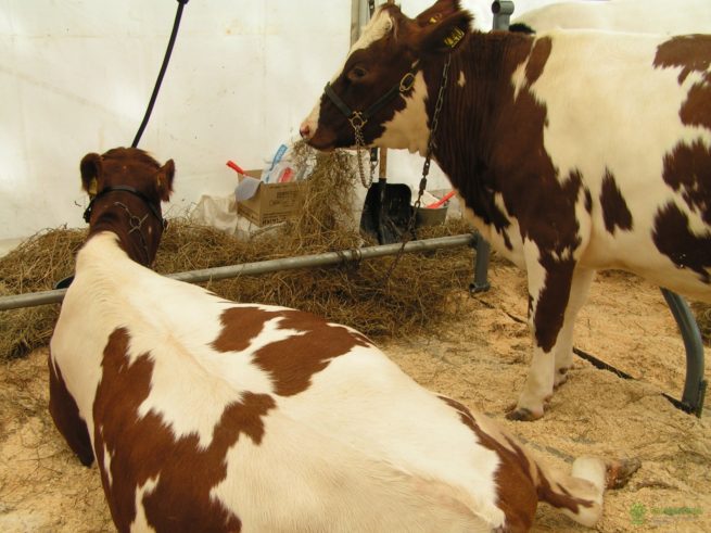 Коровы айрширской породы в стойле