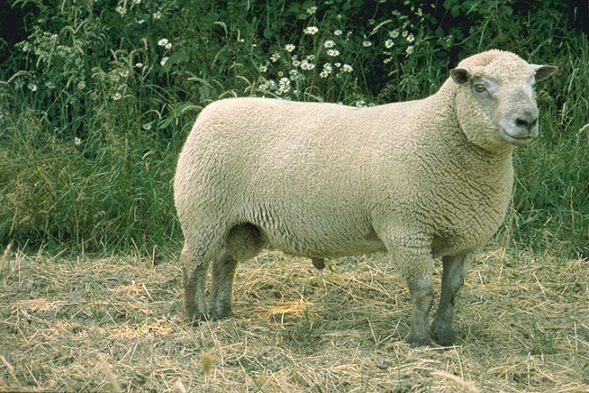 Овцы вандейской породы
