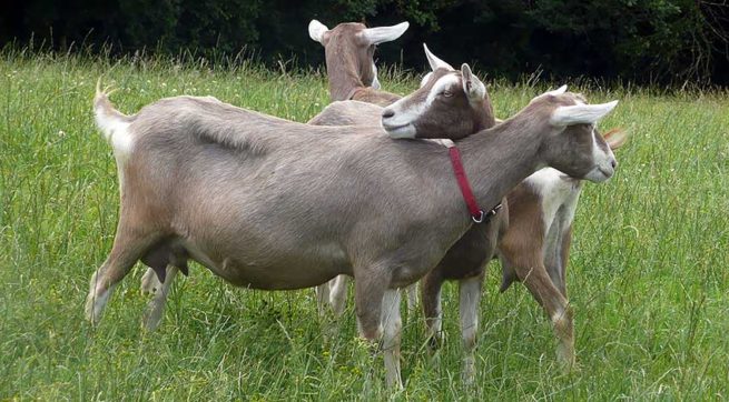 Тоггенбургские козы