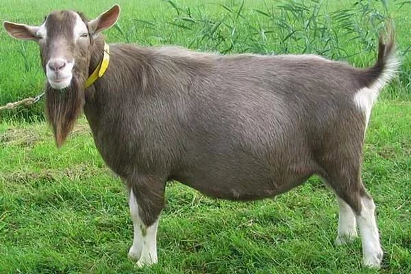 Тоггенбургский козел