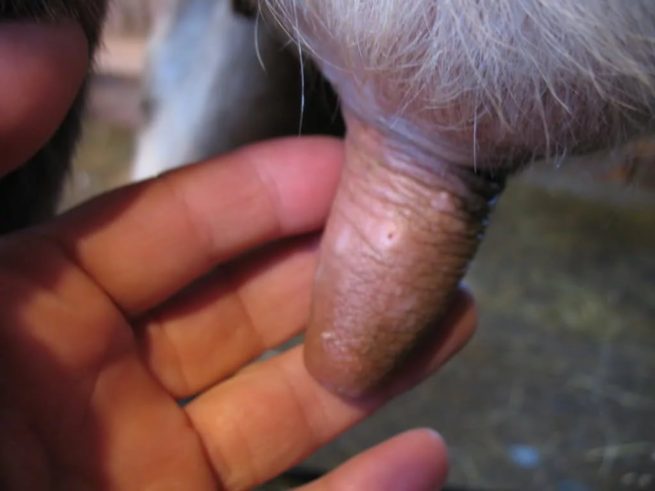 Сосок при оспе у коров