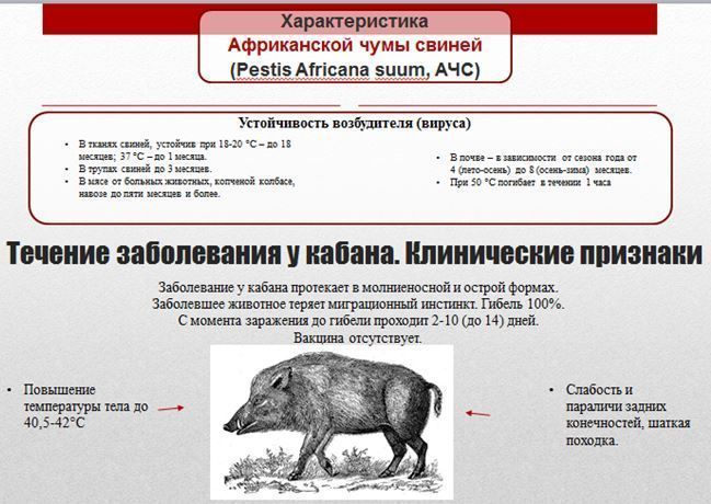 Симптомы африканской чумы у свиней