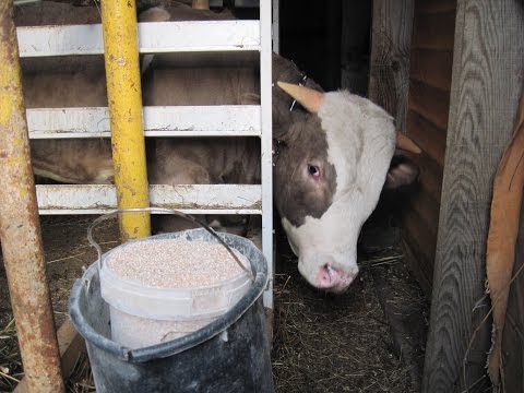 Откорм бычков в домашних условиях на мясо
