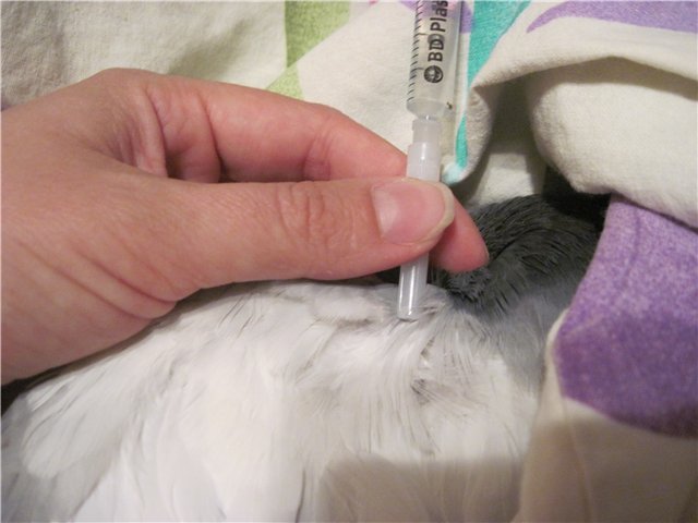 Вакцинация голубя против оспы