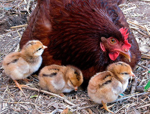 Курица род-айленд с цыплятами Род-айленд: порода кур, описание