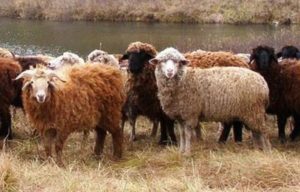 Выращивание овец