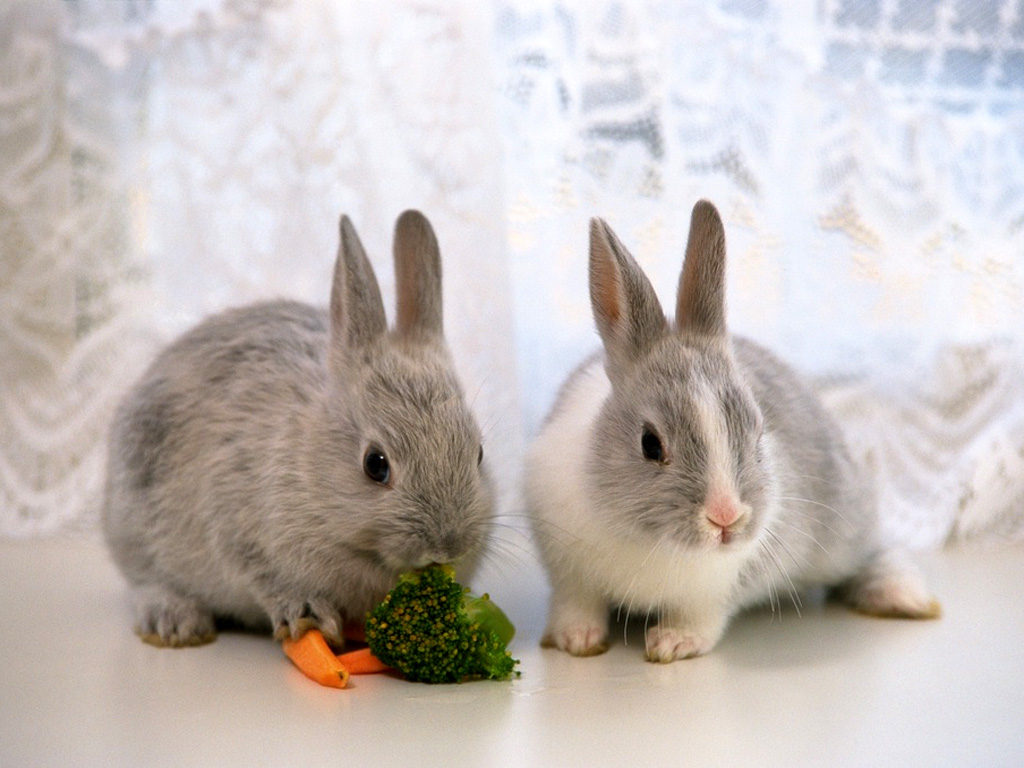 Разведение кроликов в домашних условиях для начинающих: с чего начать?