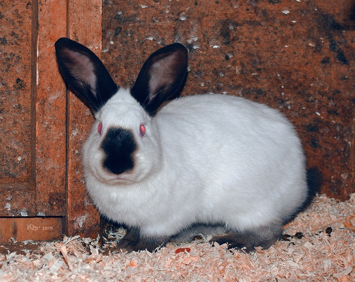 Разведение кроликов в домашних условиях для начинающих: с чего начать