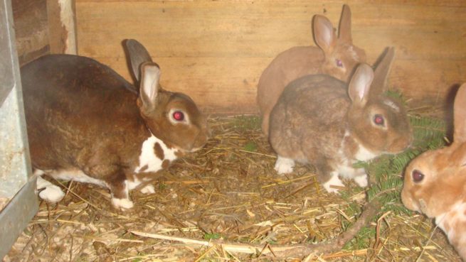 Болезни кроликов: фото и описание распространенных заболеваний