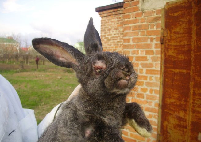 Болезни кроликов: фото и описание распространенных заболеваний