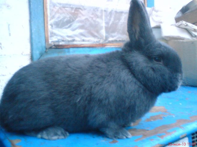 Породы кроликов с фотографиями и названиями: описание пород