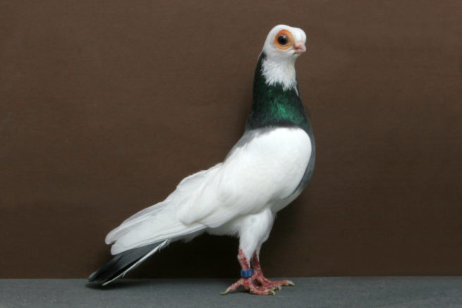 Породы голубей: фотографии и названия