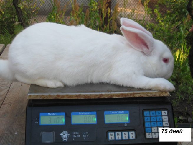 Чем кормить кроликов, чтобы они набирали вес: полезные рекомендации