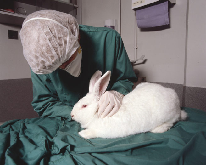 Вздутие живота у кроликов: причины, симптомы и лечение