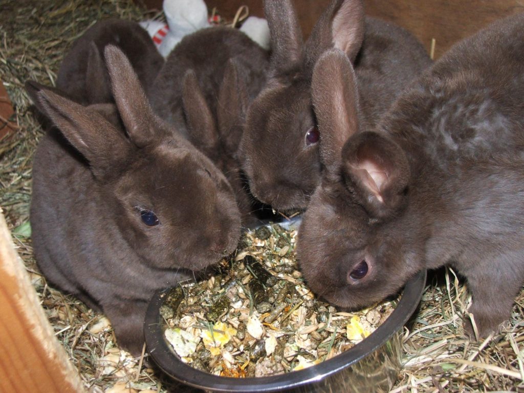 Кормление кроликов в домашних условиях