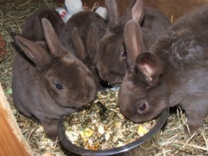 Чем кормить кроликов в домашних условиях: советы для начинающих