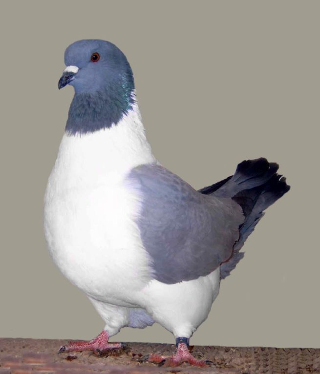 Породы голубей: фотографии и названия