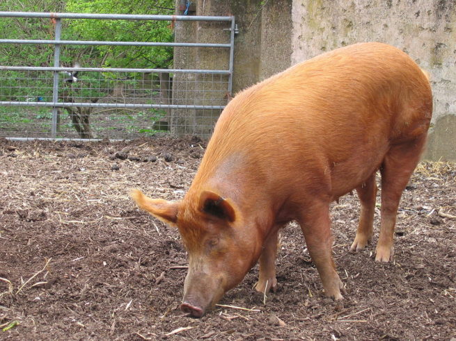 Породы свиней с фото и описанием: краткая характеристика