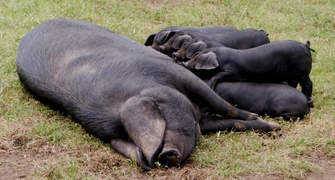 Породы свиней с фото и описанием: краткая характеристика