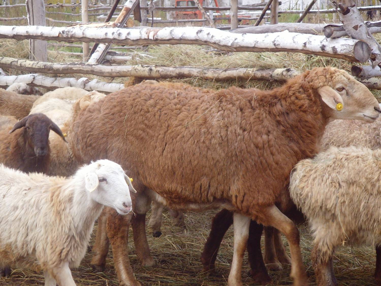 Разведение овец как бизнес: с чего его начать и как в нем преуспеть?