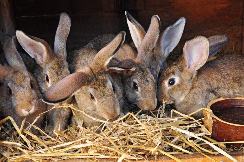 Чем кормить кроликов в домашних условиях: советы для начинающих