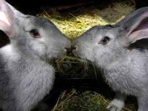 Когда случают кроликов: ключевые моменты