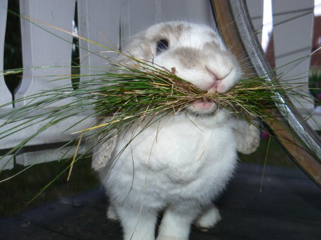 Кролик с сеном во рту