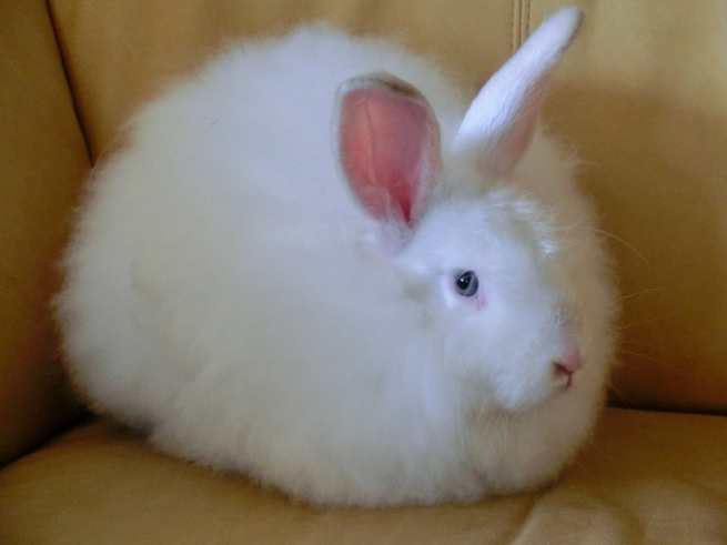 Породы кроликов с фотографиями и названиями: описание пород