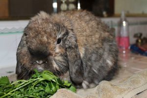 Вздутие живота у кроликов: причины, симптомы и лечение
