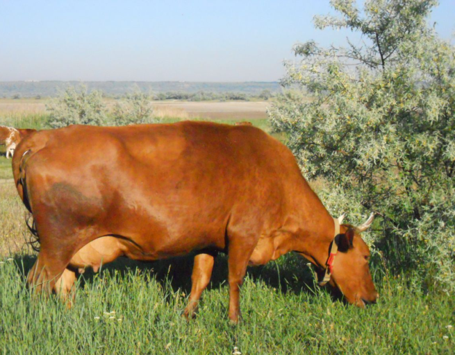Породы коров: описание и фото Корова Красная Степная