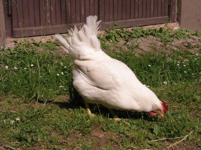 Породы кур-несушек с фото и описанием. Курица породы леггорн
