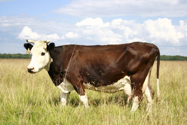 Породы коров: описание и фото Ярославской породы