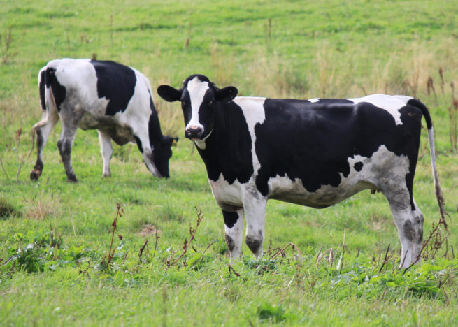 Породы коров: описание и фото Корова черно-пестрой породы