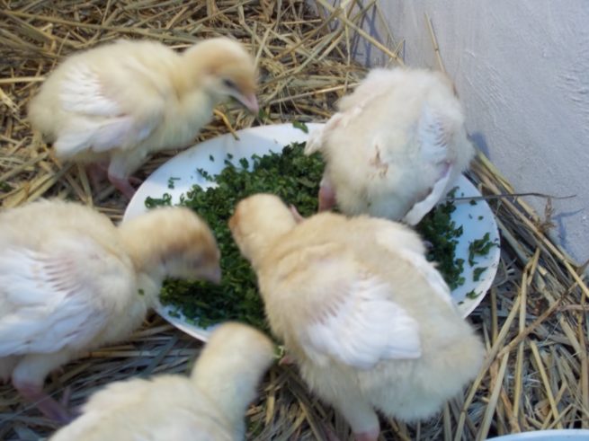 Кормление цыплят до месяца: после рождения, недельных, месячных