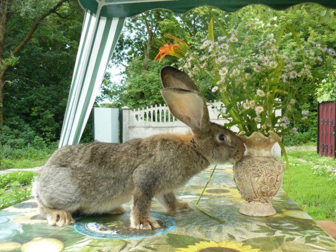 Фландр кролик: фото кроликов породы Фландр с описанием