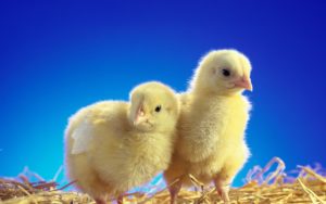 Кормление цыплят до месяца: после рождения, недельных, месячных
