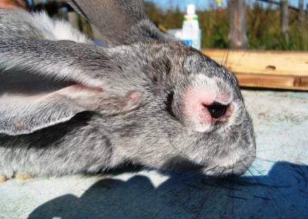 Болезни глаз у кроликов: причины, симптомы, лечение с фото