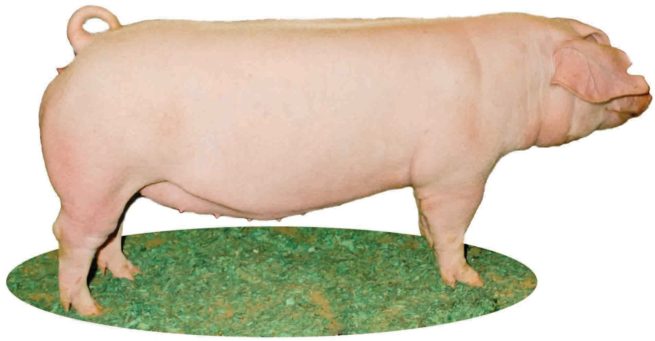 Порода свиней Ландрас: общая характеристика