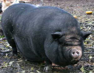 Вьетнамские свиньи: содержание, уход, кормление с фото