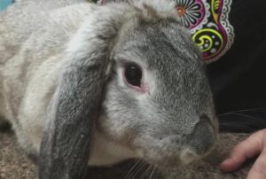 Болезни глаз у кроликов: причины, симптомы, лечение с фото