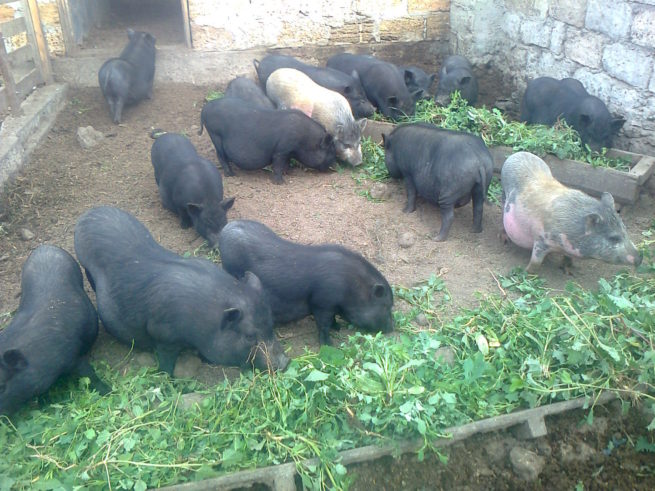 Вьетнамские свиньи: содержание, уход, кормление с фото