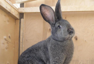 Фландр кролик: фото кроликов породы Фландр с описанием