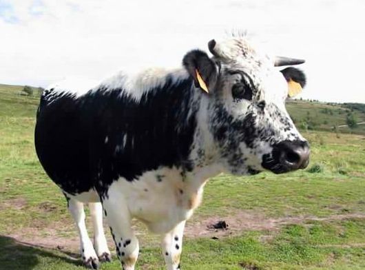 Породы коров: описание и фото Корова Истобенской породы
