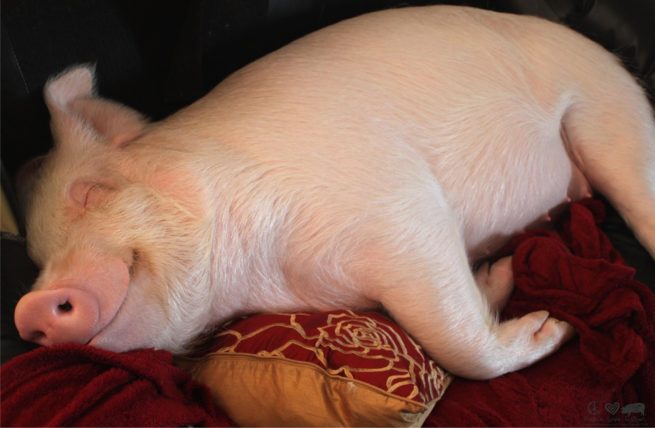 Сколько живут свиньи в домашних условиях и дикой природе, средний срок