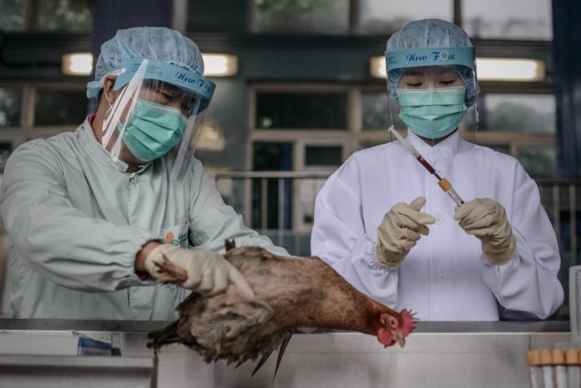 Ветеринары лечат курицу. Куры, больные птичьим гриппом.